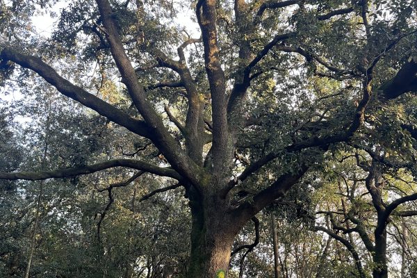 Conservation d'arbres centenaires